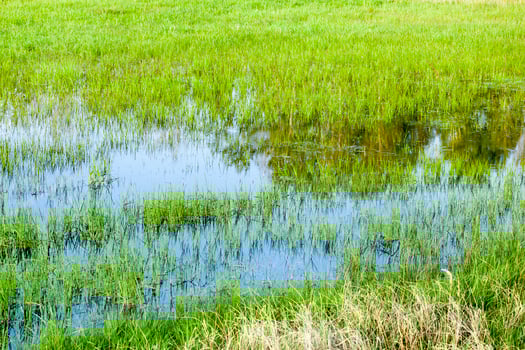 grass growing in water photo