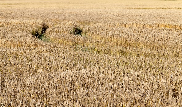 rye field with orange dry stems photo