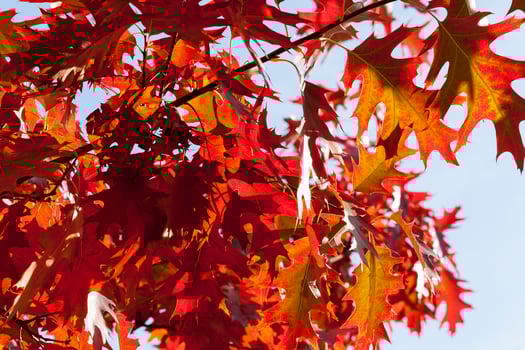 The reddened oak foliage photo