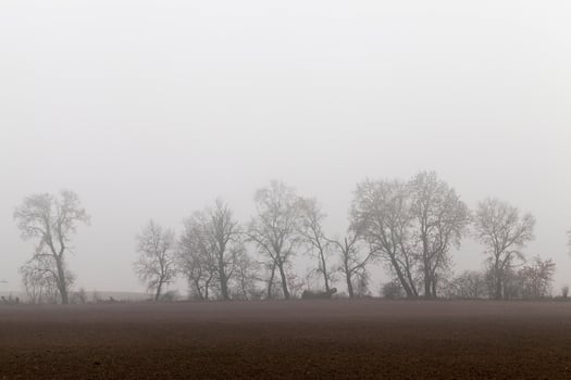 autumn morning, trees photo