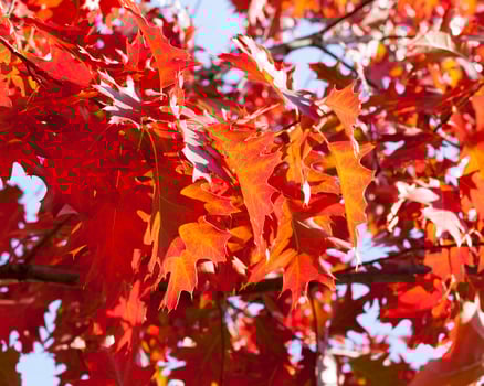 red maple leaves photo