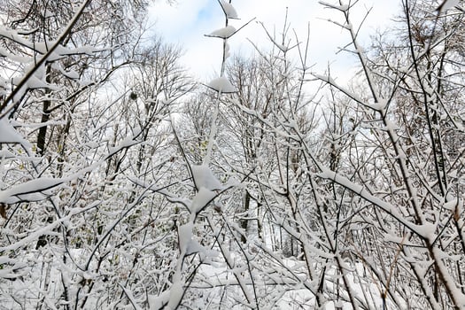 trees in winter forest photo
