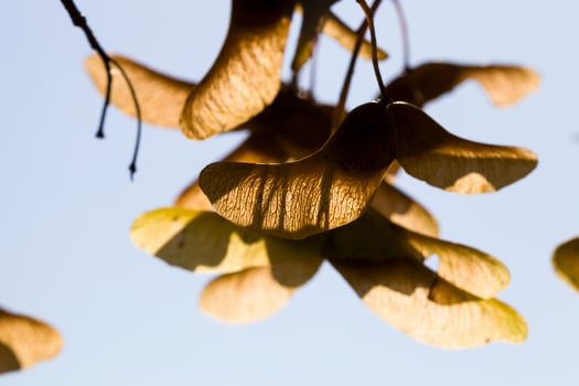 maple autumn seeds photo