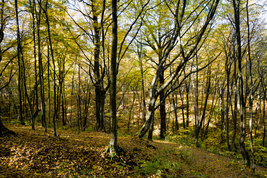 forest growing on hilly terrain photo