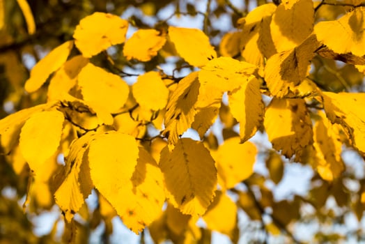 details of foliage photo