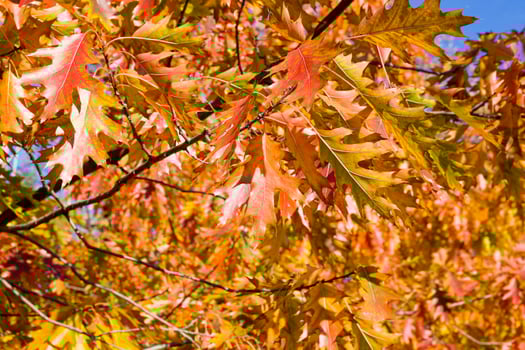 beautiful reddening oak foliage photo