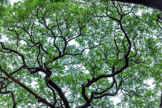 big tree in the temple photo