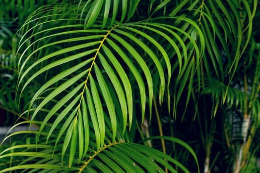 Green leaves pattern,leaf palm tree in the forest photo