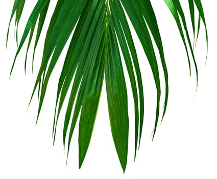 Green leaves pattern,tropical palm leaf isolated on white background photo