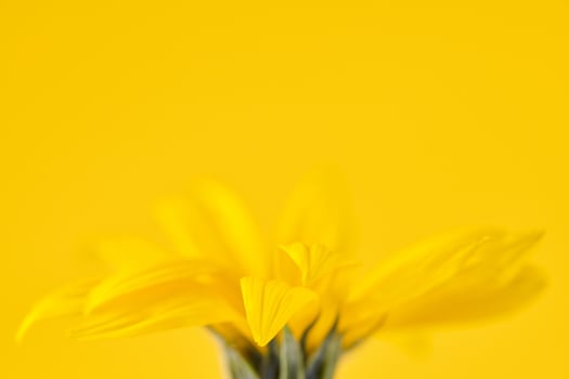 Yellow flower bud of topinambur on yellow background, top copy space, blurred yellow flower photo