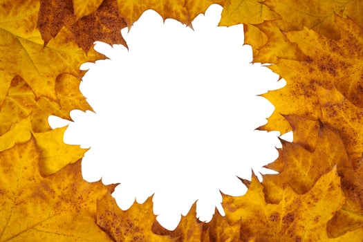 Yellow orange oak leaves circle with copy space in center for design isolated on white background photo