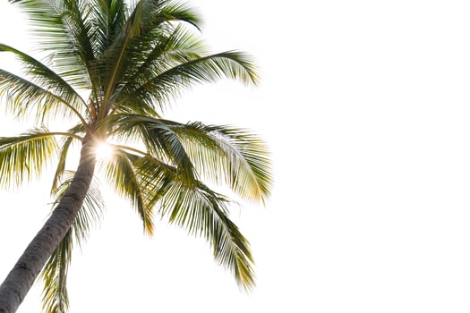 Coconut palm tree with sun light isolated on white background photo