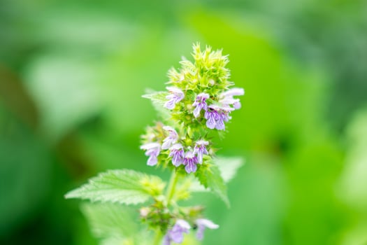 Laminaria purpurea, blooming nettle on a green blurred background of leaves. photo