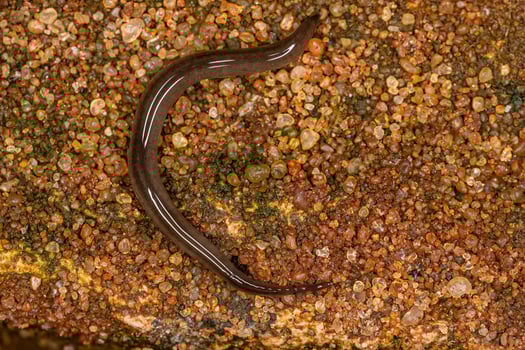 Small Land Planarian photo