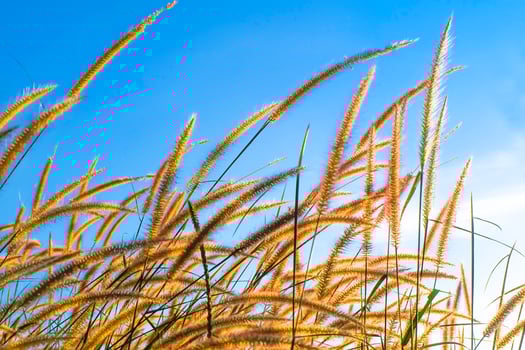 Sunset of the grass flower field  in the blue sky nature Landscape of winter meadow of Thailand photo