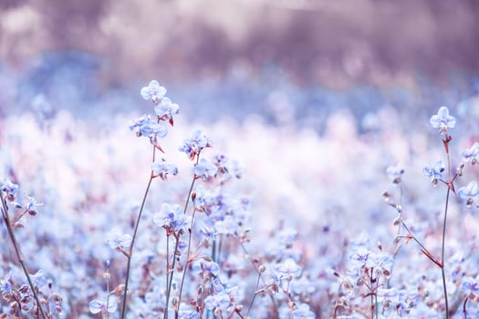 Purple flower blossom on field, Beautiful growing and flowers on meadow blooming in the morning.Soft pastel on nature bokeh background,vintage style photo