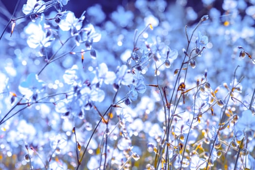 flower blossom on field. Beautiful growing and flowers on meadow blooming in the morning, selective focus nature on bokeh background,vintage style photo