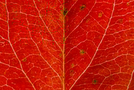 Closeup autumn fall extreme macro texture view of red orange wood sheet tree leaf. Inspirational nature october or september wallpaper background. Change of seasons concept. Close up selective focus photo