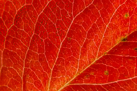 Closeup autumn fall extreme macro texture view of red orange wood sheet tree leaf. Inspirational nature october or september wallpaper background. Change of seasons concept. Close up selective focus photo