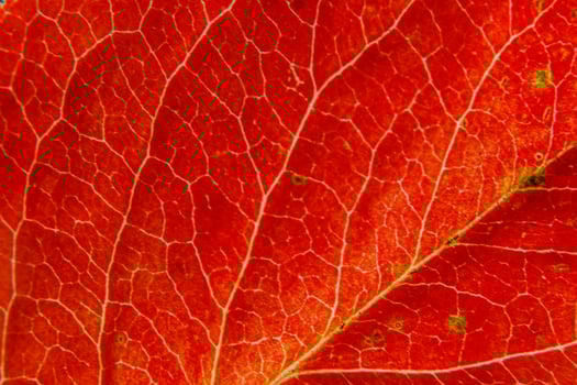 Closeup autumn fall extreme macro texture view of red orange wood sheet tree leaf. Inspirational nature october or september wallpaper background. Change of seasons concept. Close up selective focus photo
