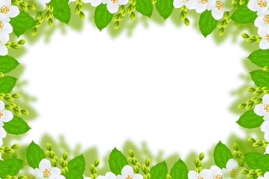 branch of jasmine flowers isolated on white background. photo