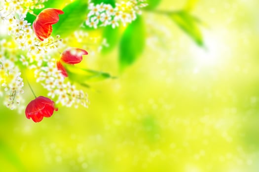 Bright colorful spring flowers photo