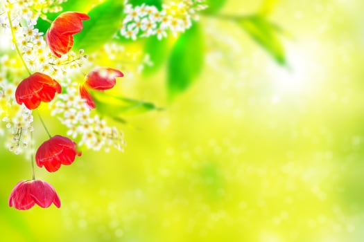 Bright colorful spring flowers photo