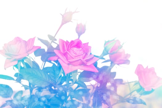 Bright colorful flower rose photo