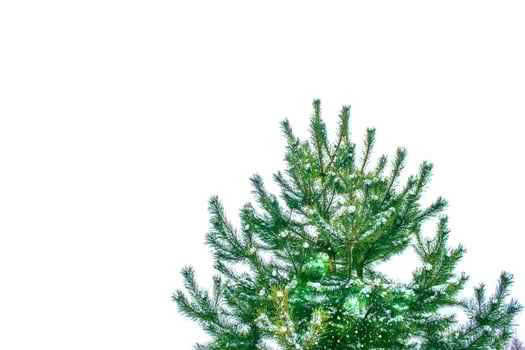 Christmas tree isolated on white background. Spruce. photo