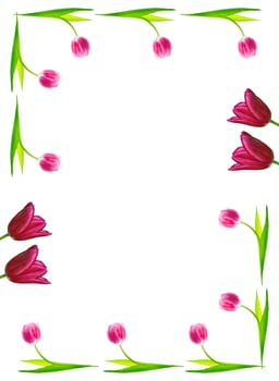 spring flowers tulips photo