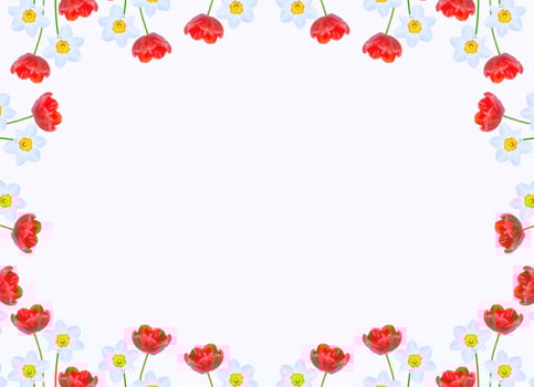 Spring flowers daffodils and tulips photo
