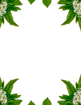 Lily of the valley flower on white background photo