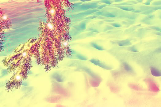 Frozen winter forest with snow covered trees. photo