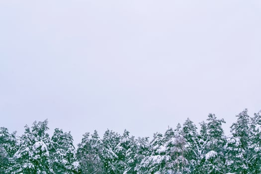 Frozen winter forest with snow covered trees. photo