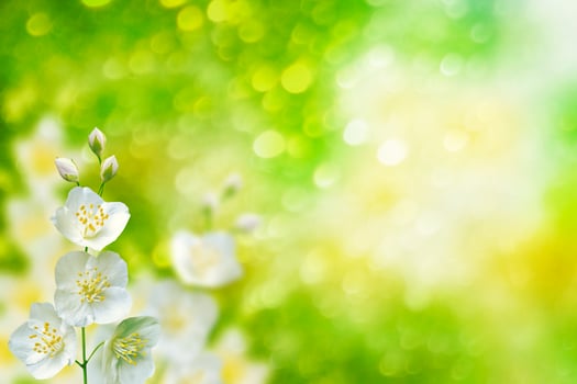 White jasmine The branch delicate spring flowers photo