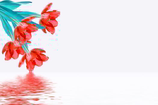 spring flowers tulips photo
