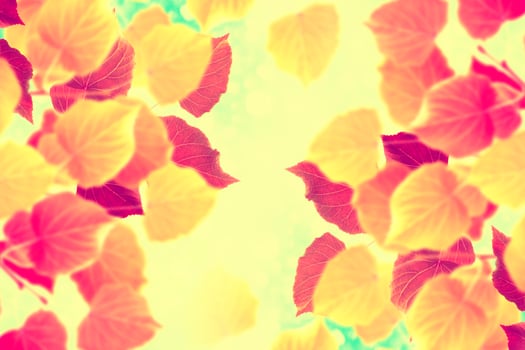 bright colorful foliage. Indian summer. photo