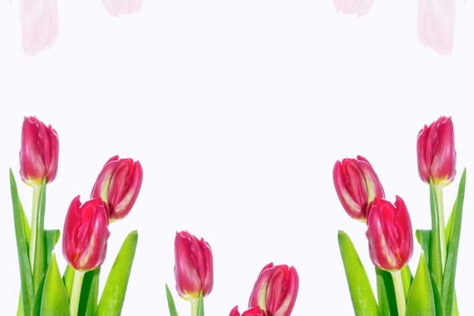 spring flowers tulips photo