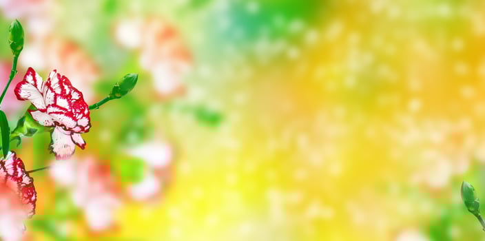 Natural floral background of bright flowers carnation photo