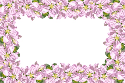 Flowering branch of cherry isolated on a white background. photo