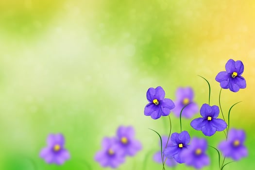 The first delicate spring flower violet photo