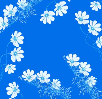 daisies summer flower isolated on blue background. photo