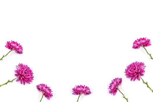 Colorful autumn flowers of chrysanthemum photo