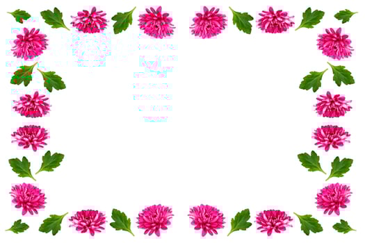 Colorful autumn flowers of chrysanthemum photo