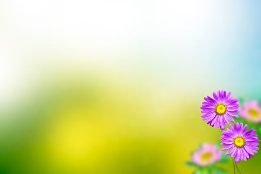 Colorful autumn flowers of aster photo