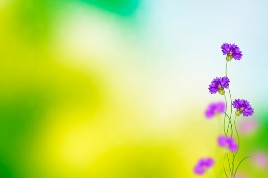 Colorful cornflower flowers photo