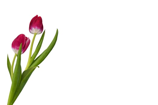spring flowers tulips photo