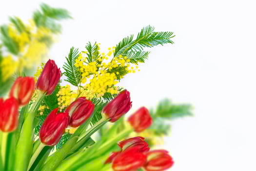 spring flowers tulips photo