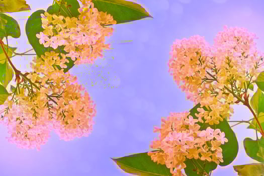 Bright and colorful flowers lilac photo