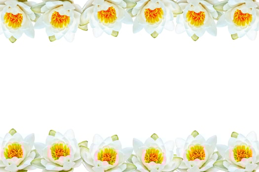 Flower water lily photo